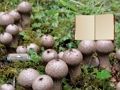 Spel Lycoperdon Mushroom Land Escape aanlyn