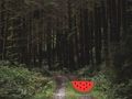 Spel Digte Bos Hert Escape  aanlyn