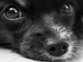 Spel Honde figuursaag  aanlyn