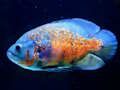 Spel Tiger Fish Jigsaw aanlyn