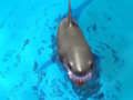 Spel Oorleef die Sharks  aanlyn