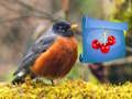 Spel Sampioen Bos avontuur  aanlyn
