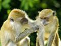 Spel Monkey Jigsaw aanlyn