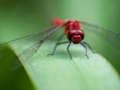 Spel Dragon Fly legkaart  aanlyn