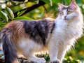 Spel Draai legkaart - katte en honde  aanlyn