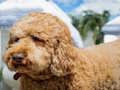 Spel Labradoodle legkaart aanlyn Spel Labradoodle legkaart aanlyn