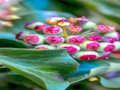 Spel Ivy Plant figuursaag  aanlyn