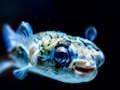 Spel Puffer Fish Jigsaw aanlyn