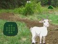 Spel Bok Soek Die Kind  aanlyn