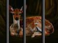 Spel Wilde diere red aanlyn