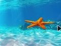 Spel Ontsnap uit Onderwater Starfish  aanlyn
