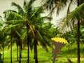Spel Ontsnap uit Coconut Land  aanlyn