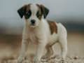 Spel Jack Russell Jigsaw aanlyn