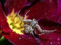 Spel Krapspinnekop figuursaag  aanlyn