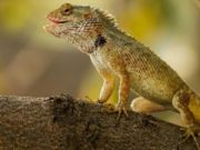 Spel Lizard Garden Jigsaw aanlyn