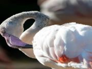Spel Flamingo voël figuursaag  aanlyn