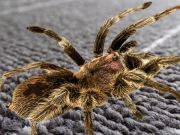 Spel Regte spinnekopverskil  aanlyn