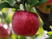 Spel Ryp rooi appel op 'n boom legkaart  aanlyn