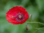 Spel Poppy Nature Flower Jigsaw  aanlyn