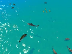 Spel Hungry Shark Hunt aanlyn