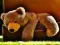 Spel Plush Teddy Bear aanlyn