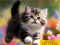 Spel Puzzle Sliding Kittens aanlyn