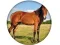 Spel Animal Quiz aanlyn