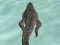 Spel Crocodile Simulator Beach Hunt aanlyn