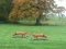 Spel Hunted Fox aanlyn