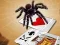 Spel Jumping Spider aanlyn