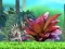 Spel King Julien: Schnapp' die Krone aanlyn