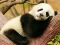 Spel Animal Differences aanlyn