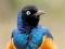 Spel Animal Puzzle: Wildlife & Logic aanlyn
