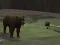 Spel Bear Den aanlyn