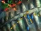 Spel Fishing King aanlyn