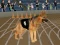 Spel Crazy Dog Racing Fever aanlyn