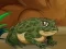 Spel Frogs Matching aanlyn
