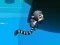 Spel Jungle Jump aanlyn