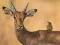 Spel Wild Deer Jigsaw aanlyn