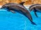 Spel Sea Dolphin Jigsaw aanlyn