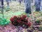 Spel Bernati Forest Adventure aanlyn