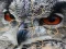Spel Wild owl Jigsaw aanlyn