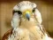 Spel Gyrfalcon Jigsaw aanlyn