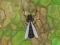 Spel Antwar.io aanlyn