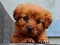 Spel Puppy Puzzle aanlyn