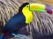 Spel Toucan Bird Jigsaw aanlyn