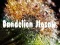 Spel Dandelion Jigsaw aanlyn