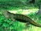Spel Lizard Forest Escape aanlyn