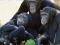 Spel Funny Chimpanzee Jungle Escape aanlyn