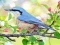 Spel Hidden Spots Birds aanlyn